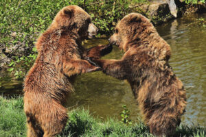 Two brown bears playing