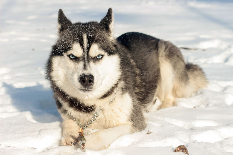 Husky dog in snow glaring