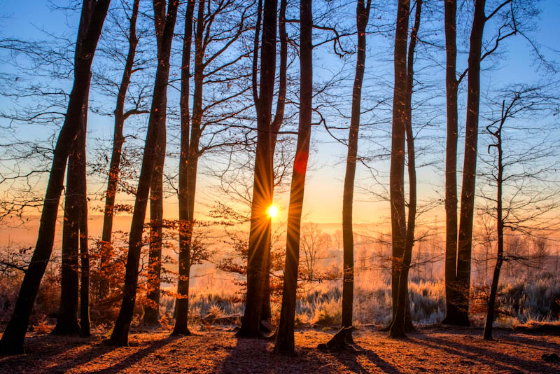Trees during winter at sunrise or sunset