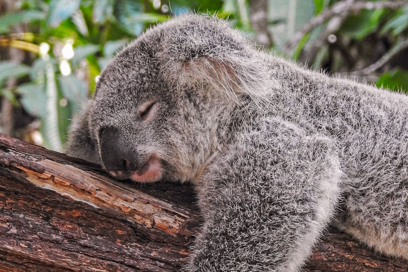 Koala bear sleeping