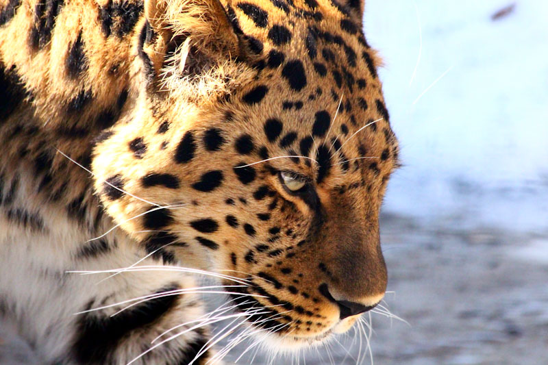 A leopard menacing