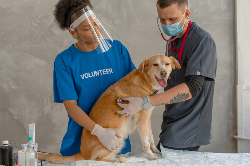 Woman with dog volunteering at veterinary clinic